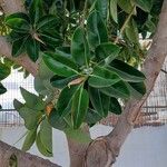 Ficus elastica برگ