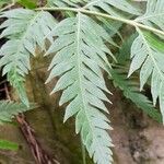 Woodwardia orientalis