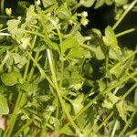 Stellaria ovata Агульны выгляд