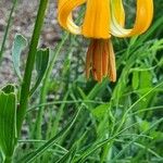 Lilium carniolicum Bloem