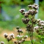 Eupatorium cannabinum Іншае