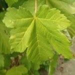 Acer heldreichii 叶