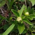 Acanthospermum australe Flor