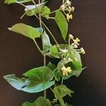 Pentarrhinum insipidum Blatt