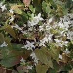 Epimedium stellulatum Цвят