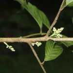 Trichilia pallida Fruit