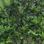 Eriobotrya japonica Lehti