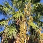 Washingtonia robusta Blatt