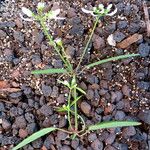 Chamaesyce hypericifolia Хабит