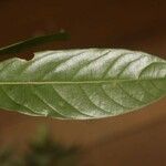 Dendrobangia boliviana Leaf