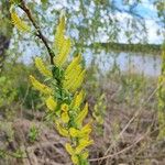 Salix triandra Bloem
