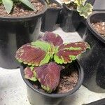 Plectranthus scutellarioides Φύλλο