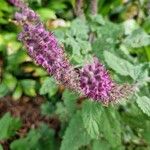 Teucrium hircanicum Leaf