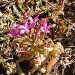 Pistorinia hispanica Flower
