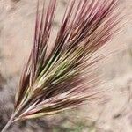 Bromus rubens Blomma