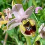 Ophrys tenthredinifera Цвят