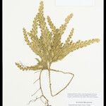 Selaginella parkeri Hoja