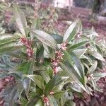 Sarcococca ruscifolia Fiore