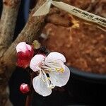 Prunus armeniaca Flower