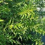 Salix viminalis Hoja