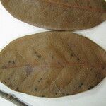 Hirtella ciliata Otro