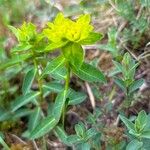 Euphorbia verrucosa Habit