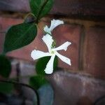 Trachelospermum jasminoidesЦветок