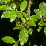 Psychotria chagrensis Ліст