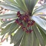 Euphorbia atropurpurea പുഷ്പം