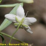 Moehringia lebrunii Flower