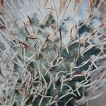 Turbinicarpus schmiedickeanus Листок