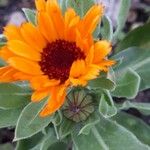 Calendula stellata Flower
