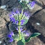 Caryopteris × clandonensisBlüte