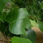 Liriodendron tulipifera Blatt