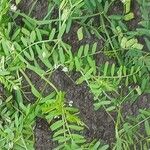 Vicia hirsuta Blatt