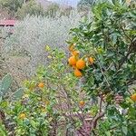 Citrus × aurantium Плод