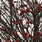 Erythrina caffra Flor