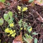 Epimedium × versicolor Celota