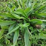 Plantago lanceolata পাতা