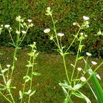 Erigeron annuus Habit