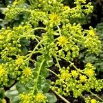 Aeonium undulatum Цветок