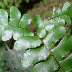 Adiantum vogelii Leaf