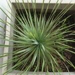 Yucca thompsoniana 叶