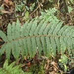 Polystichum transvaalense Leaf