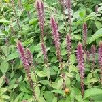 Achyranthes aspera Flower