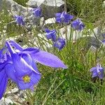 Aquilegia bertolonii Habit