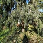 Picea breweriana Folha