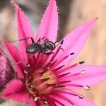 Sempervivum arachnoideumFiore