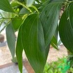 Acacia auriculiformis Blad