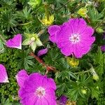 Geranium sanguineumBlomma